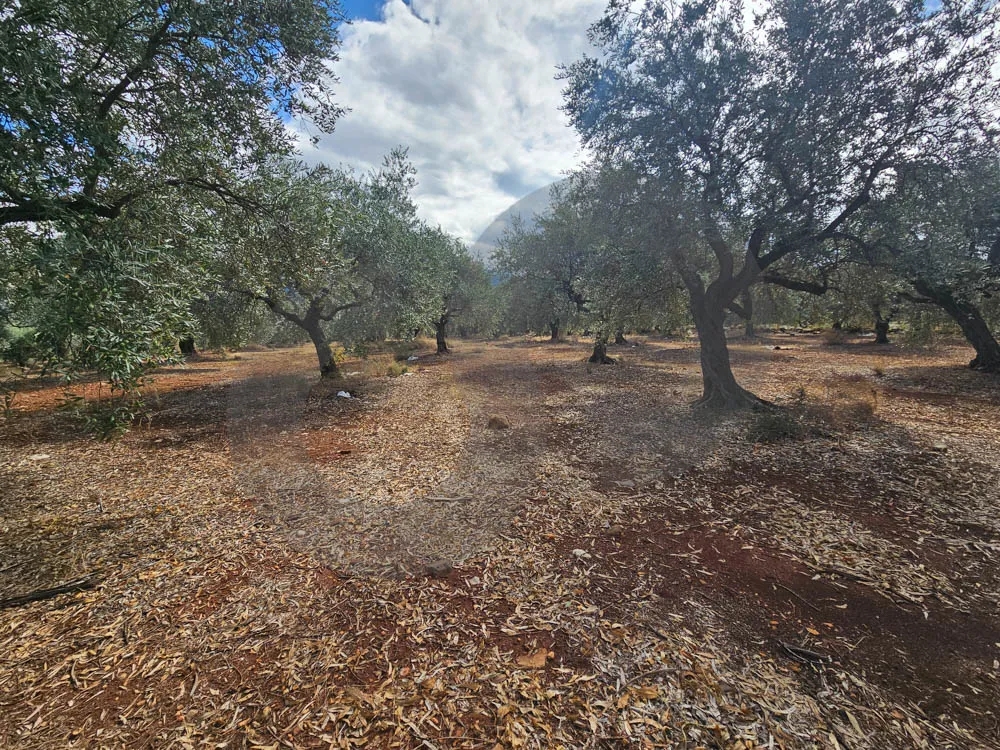 Prime Land/plot of olive trees/ rectangular layout/mountain view/ZGHARTA — الصورة 2