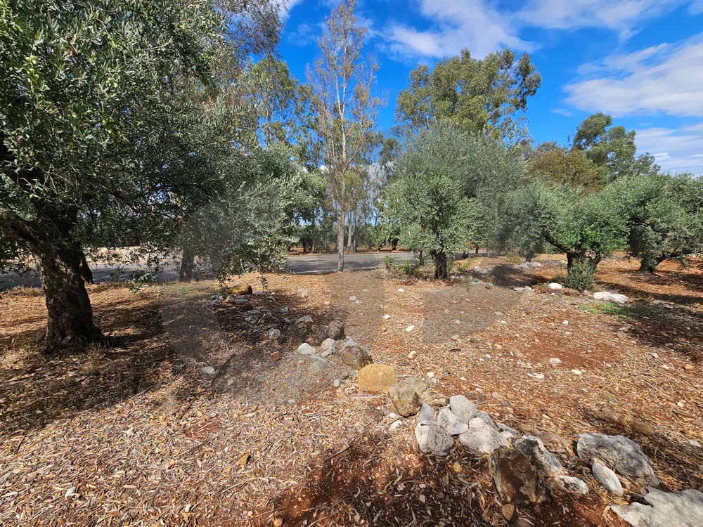 Prime Land/plot of olive trees/ rectangular layout/mountain view/ZGHARTA — الصورة 3
