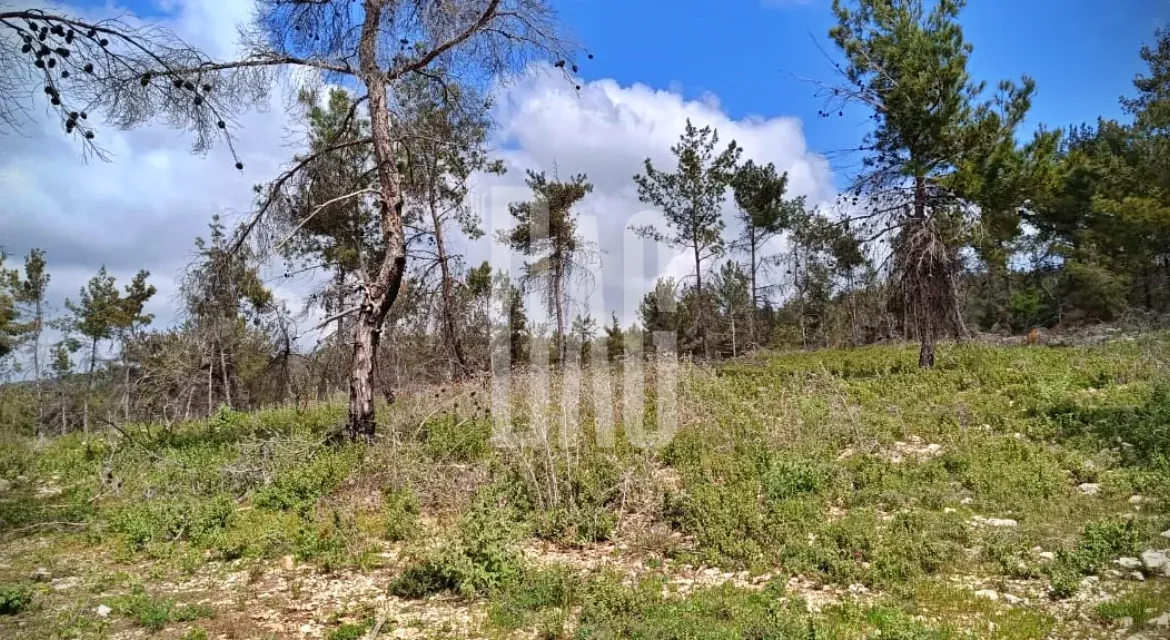 Land for sale in Mazraat al chouf 25000 Sqm — الصورة 2