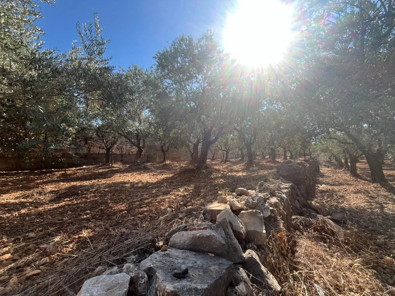Land for Sale in Koura — الصورة 3