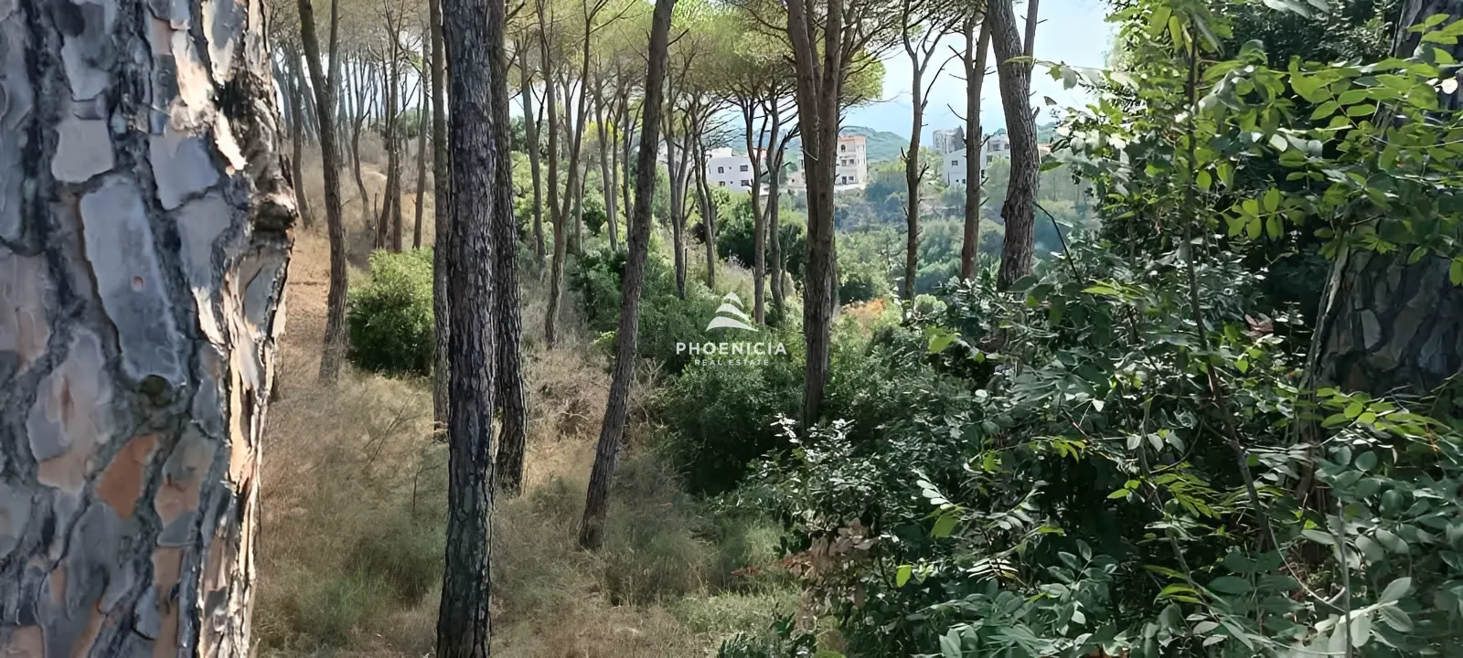 Land for Sale in Gharzouz — الصورة 4