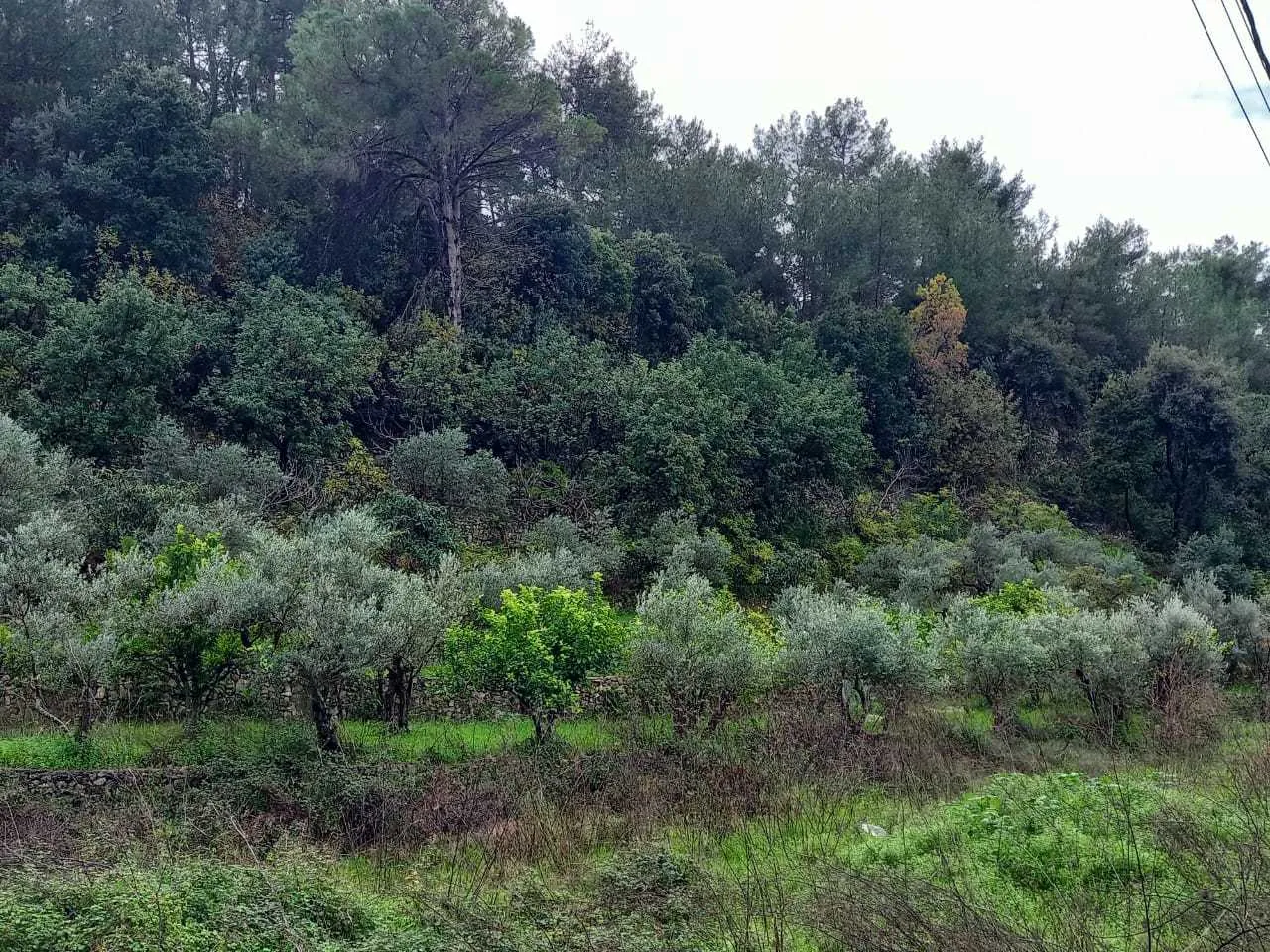 Industrial Land for Sale in Hbalin, Jbeil