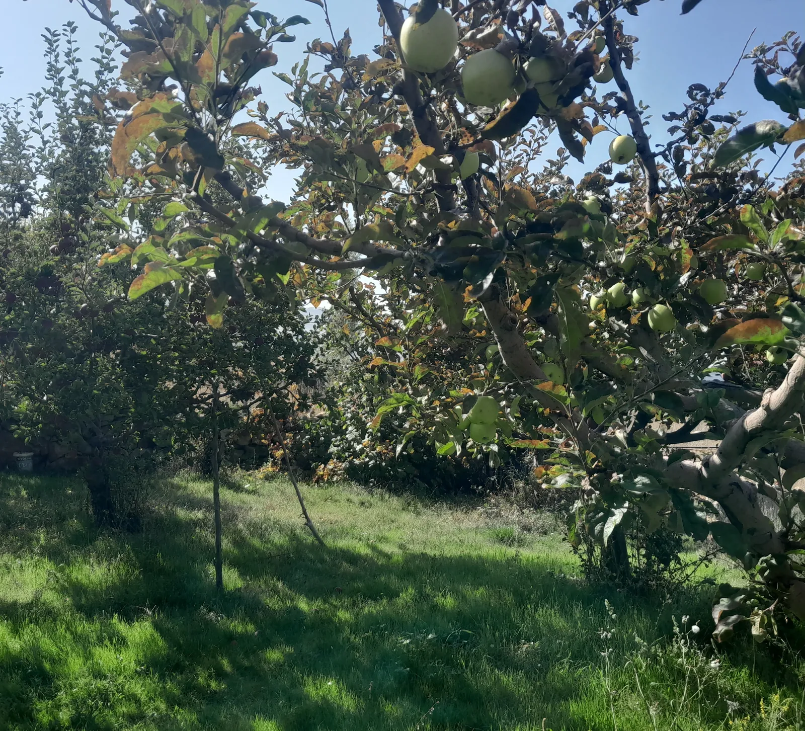Land Planted with APPLE TREES in Tarchich Overlooking the Mountains — photo 1