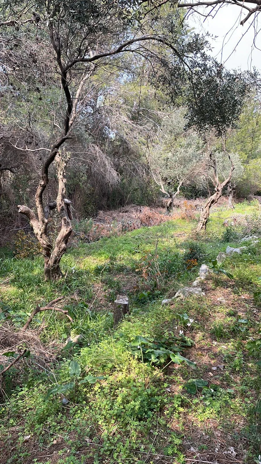 Land in Choueifat El Qoubbeh, Aley with Panoramic View — الصورة 2