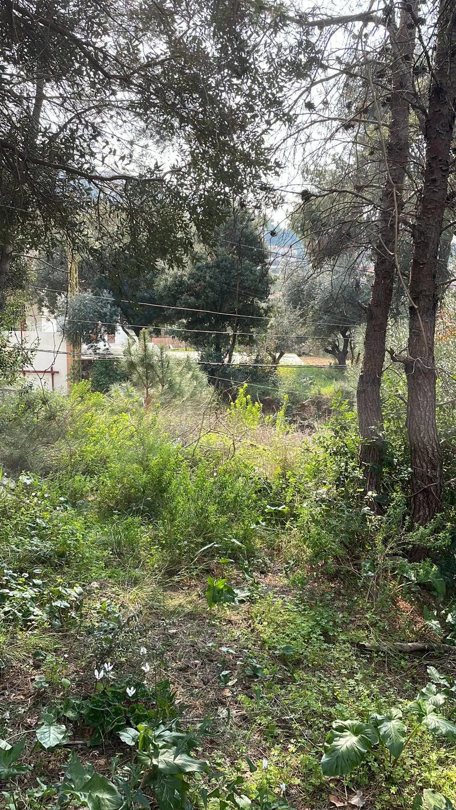 Land in Choueifat El Qoubbeh, Aley with Panoramic View — الصورة 3