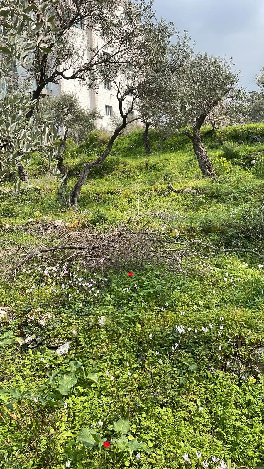 Land in Choueifat El Qoubbeh, Aley with Panoramic View — الصورة 4