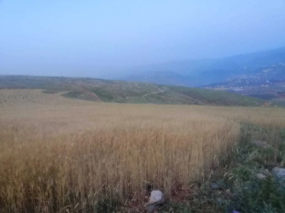 Land in Terbol, North Overlooking the Mountains — الصورة 2