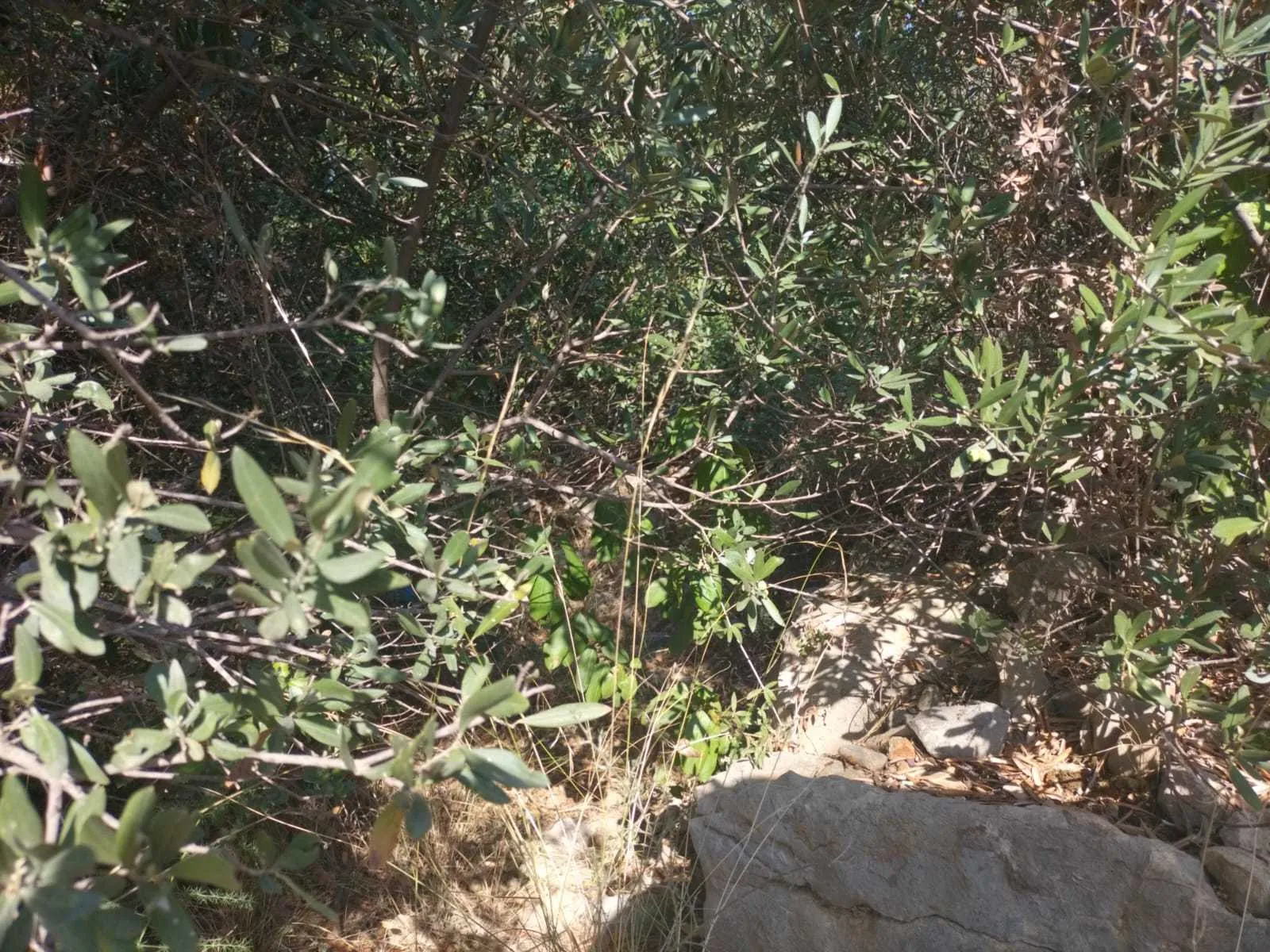Land in Wadi Chahrour, Baabda Overlooking the Mountains — photo 2