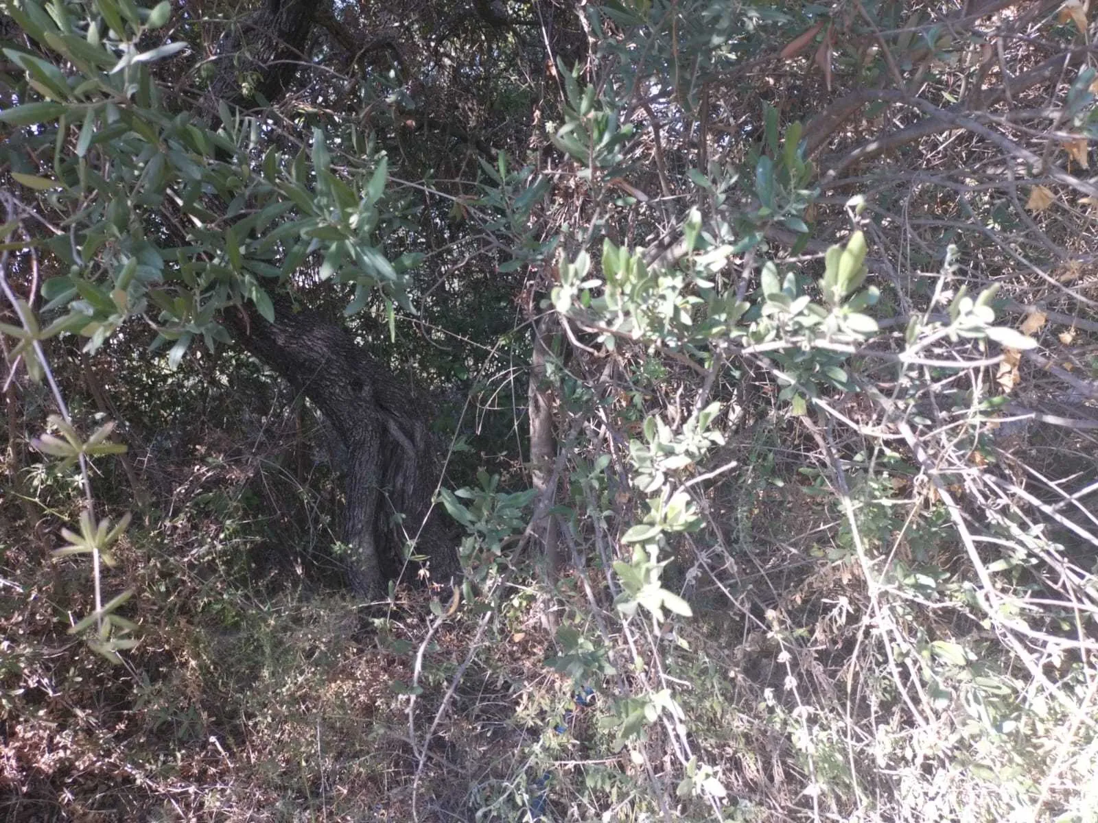 Land in Wadi Chahrour, Baabda Overlooking the Mountains — photo 3