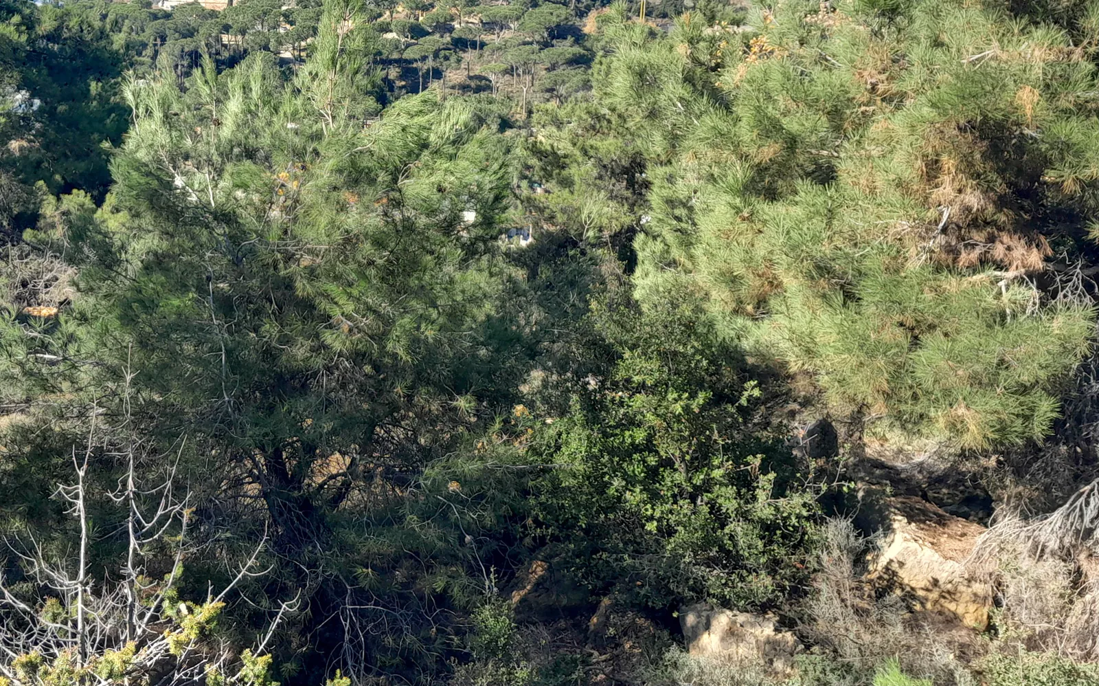 Prime Location Land in Mar Moussa, Metn overlooking the Mountains — الصورة 1