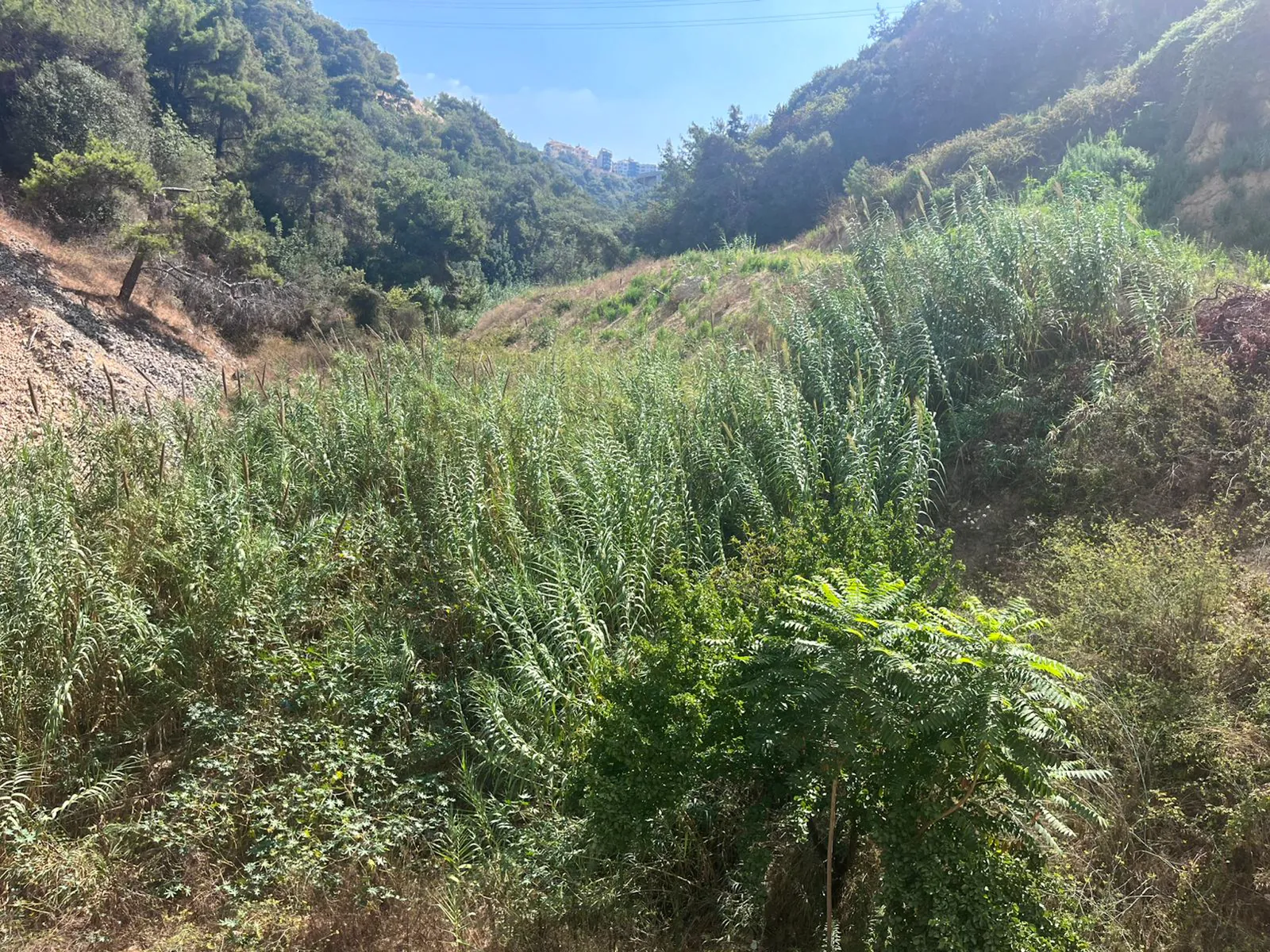 Land in Dbayeh, Metn — photo 1
