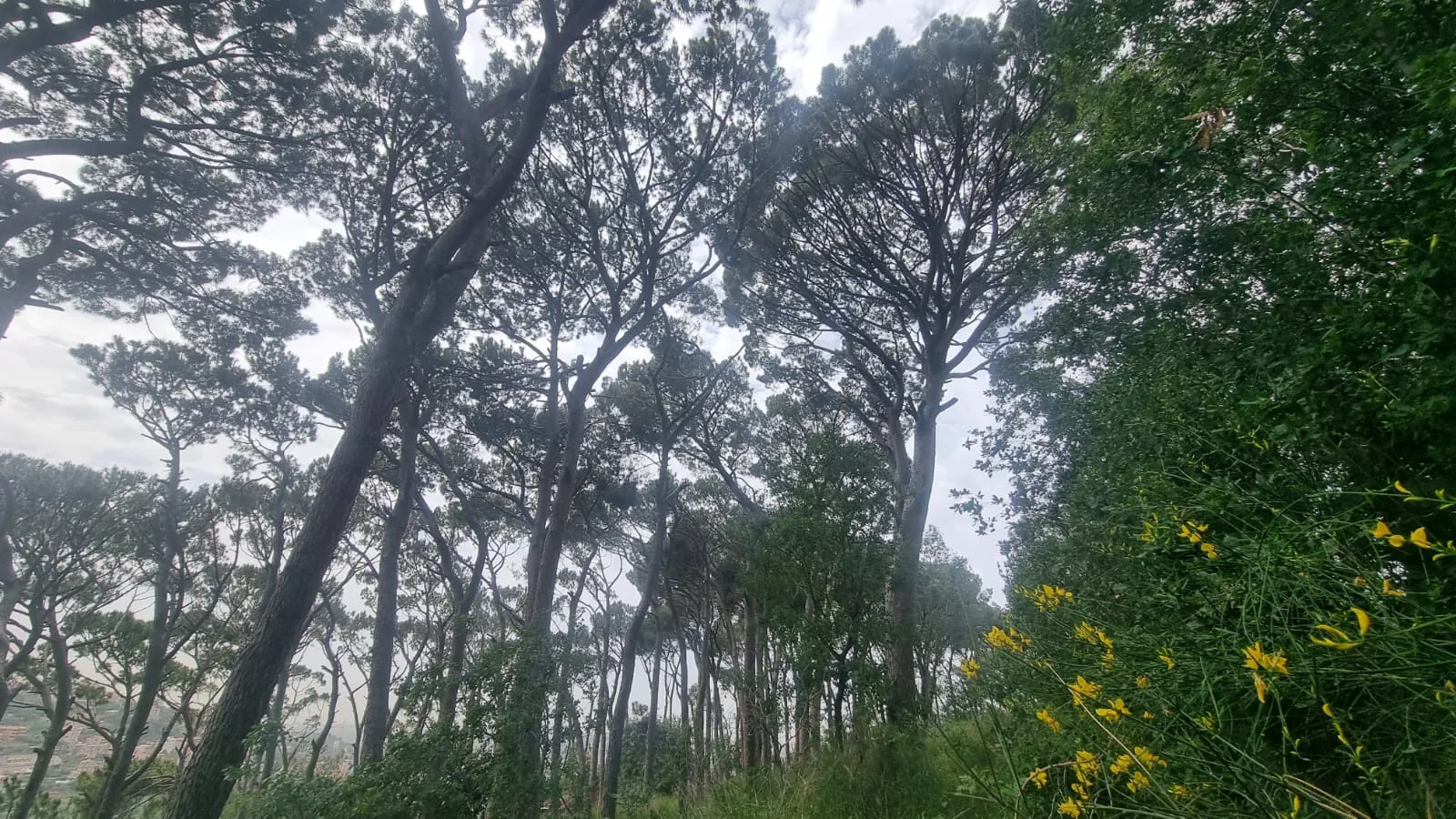 Land for Sale in Beit Chabab