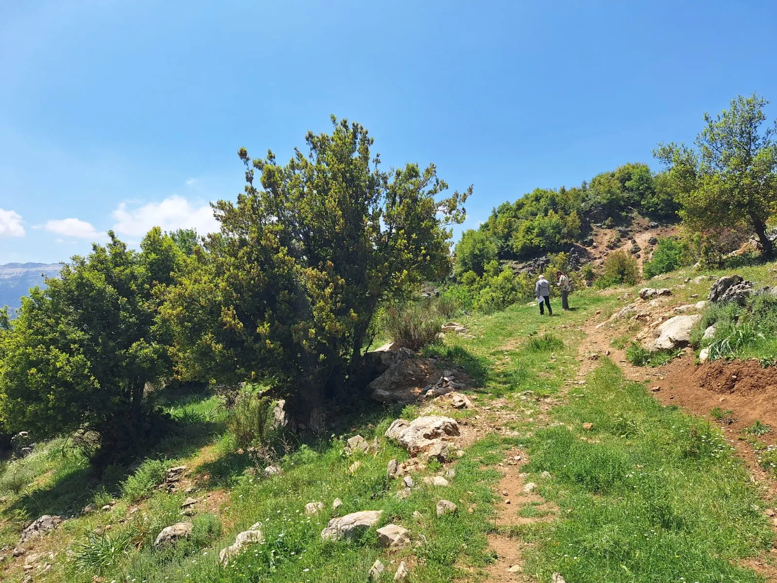 Land for Sale in Qartaba — photo 2