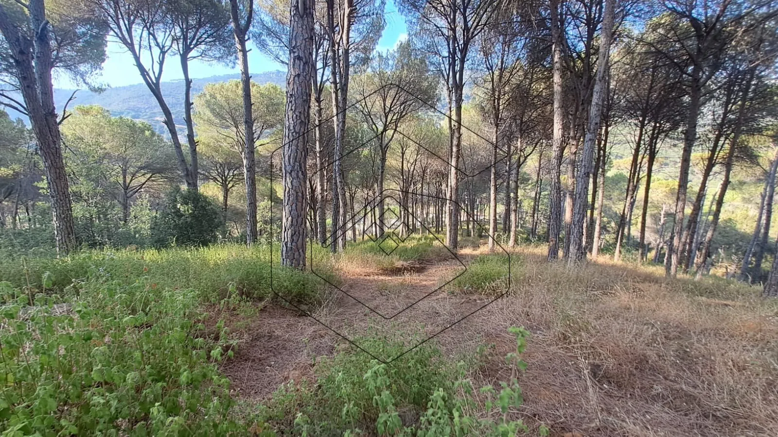 Land for Sale in Baabdat Dlaybe — الصورة 2