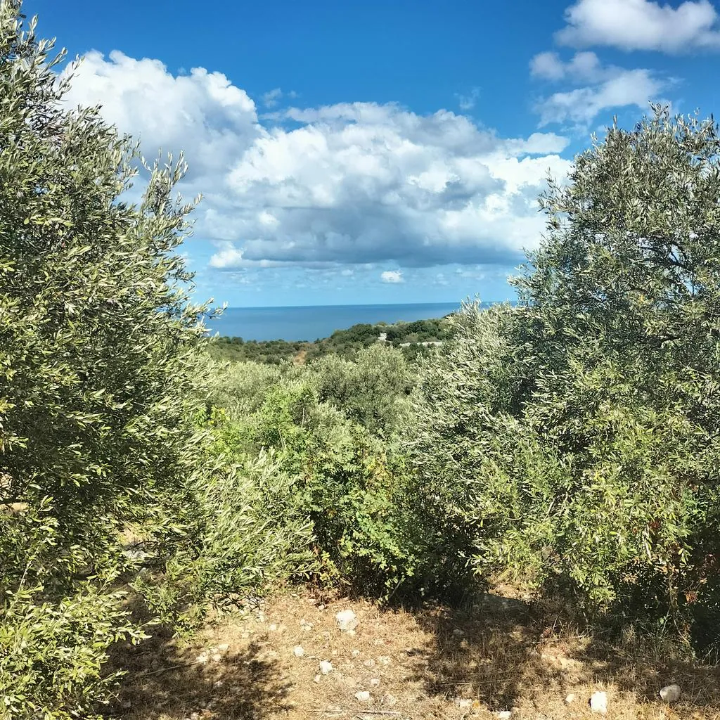 Land for Sale in Chikhan — الصورة 3
