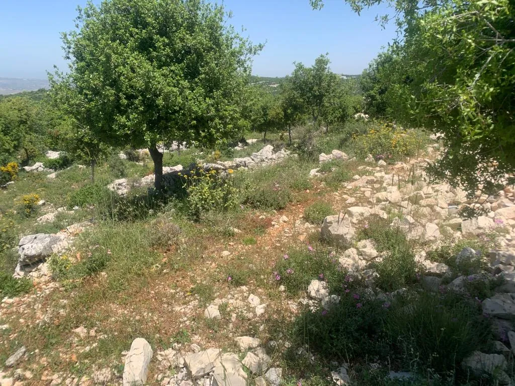 Land for Sale in Asia Batroun — photo 2