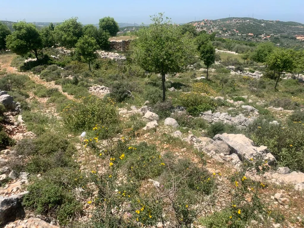 Land for Sale in Asia Batroun — photo 3