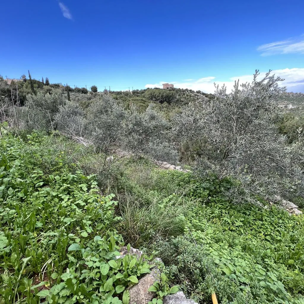 Land for Sale in Batroun Bejdarfel — photo 2