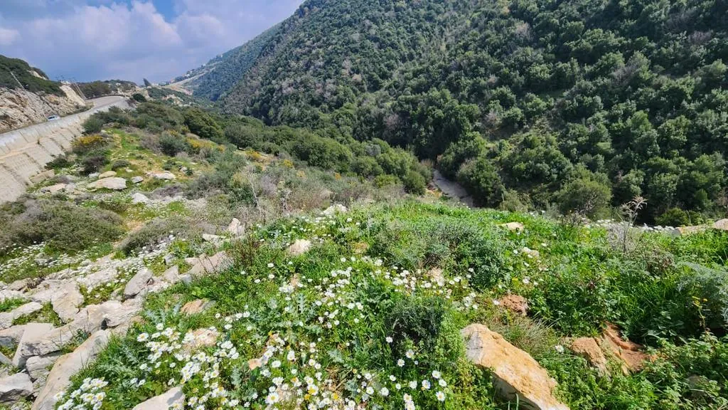 Land for Sale in Batroun Kfarhay.