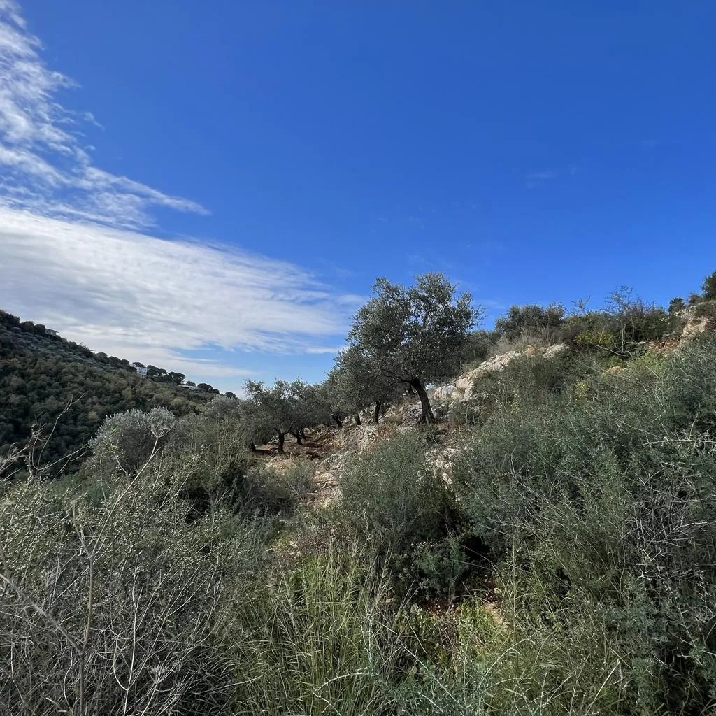 Land for Sale in Batroun Sourat — photo 3