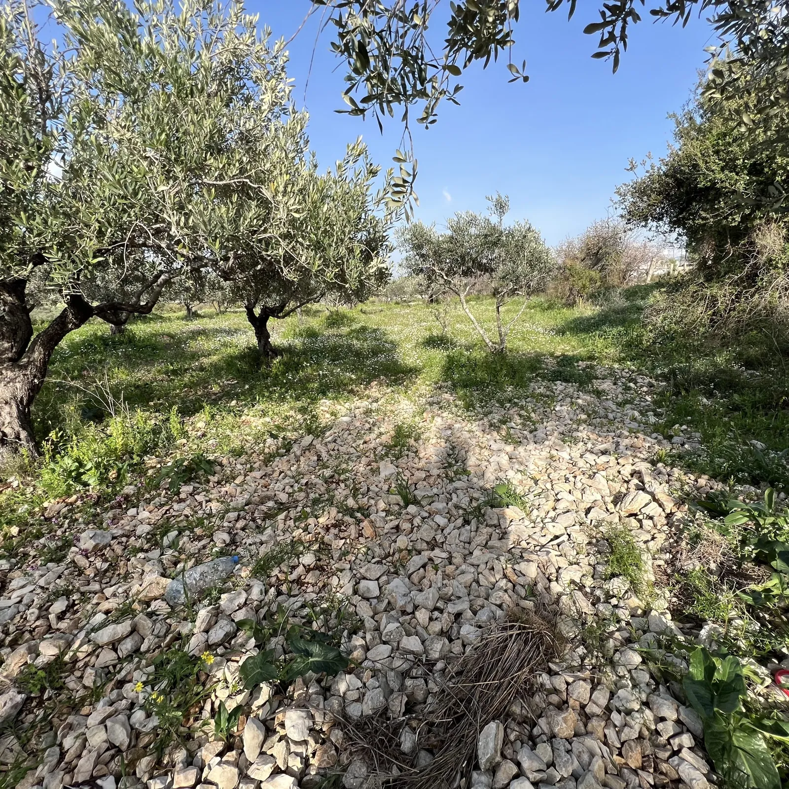 Land for Sale in Rachkida Batroun — photo 2