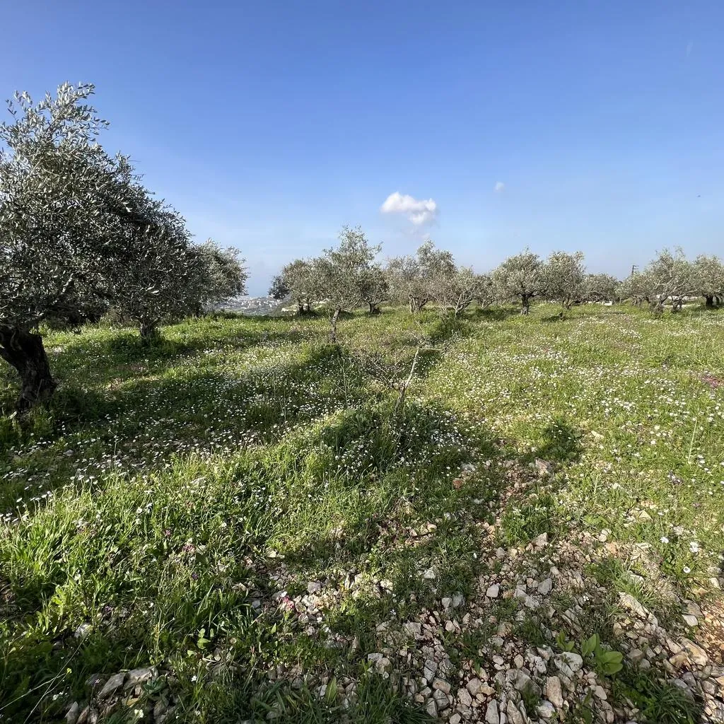 Land for Sale in Rachkida Batroun — photo 3