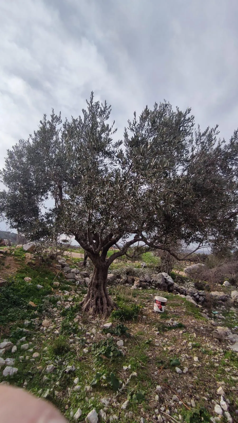Land for Sale in Batroun Chabtine — photo 3