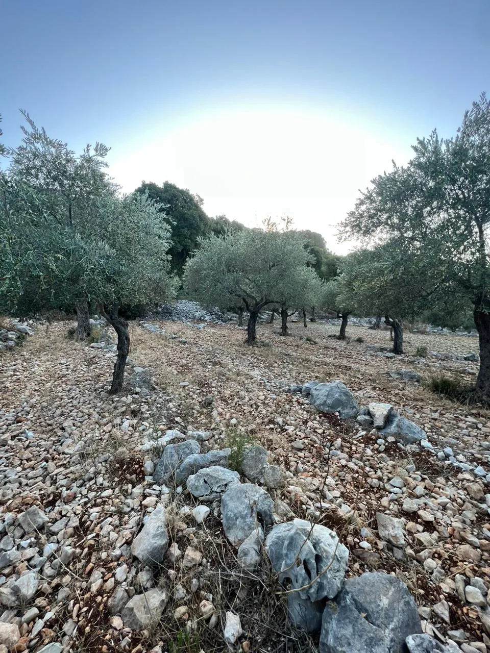 Land for Sale in Batroun Helta