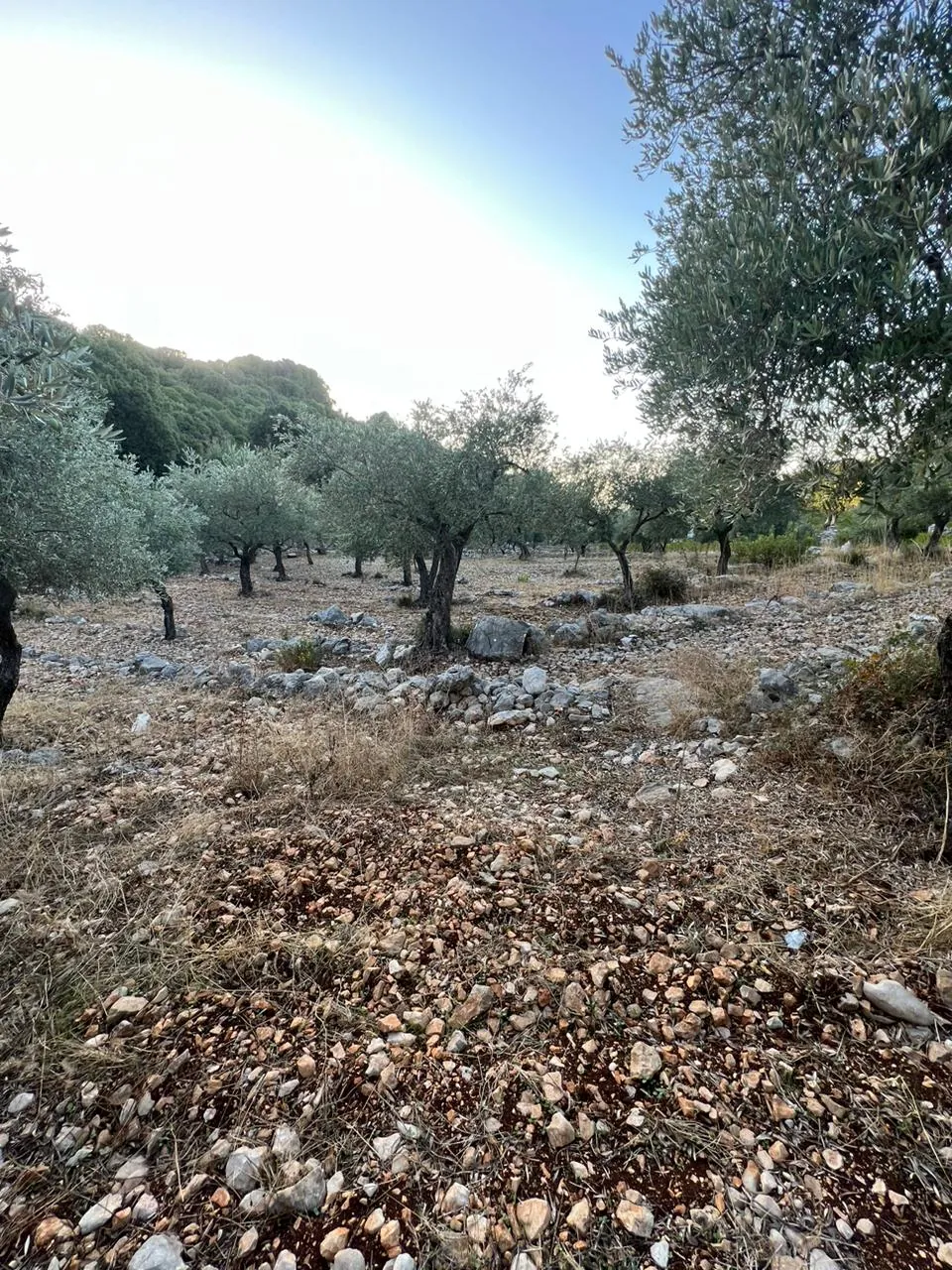 Land for Sale in Batroun Helta — photo 2
