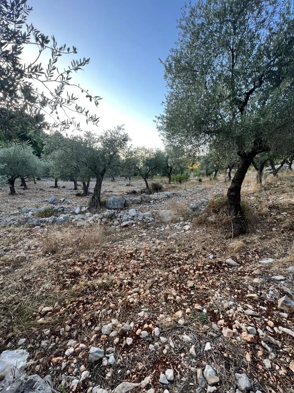 Land for Sale in Batroun Helta — photo 3
