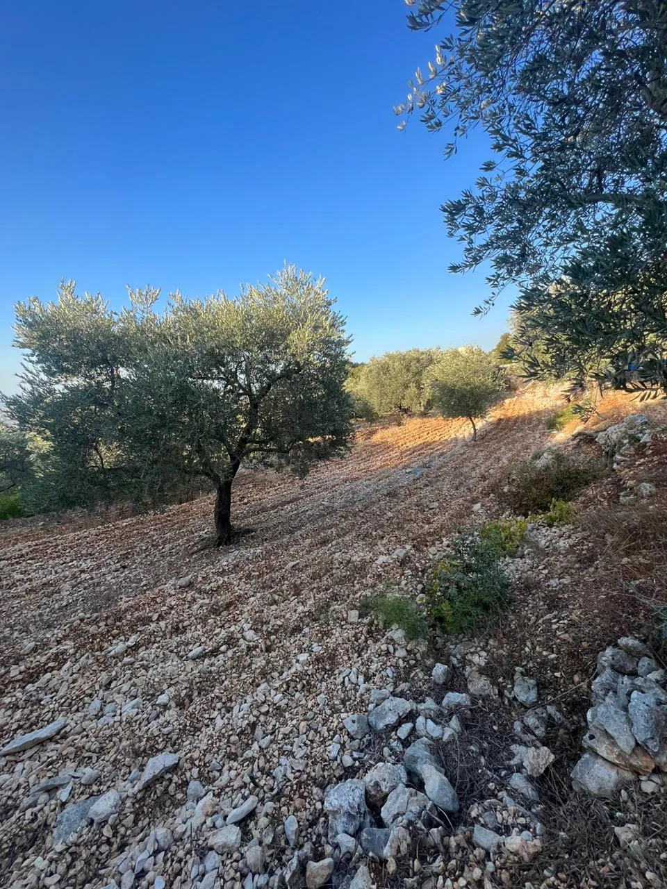 Land for Sale in Batroun Helta — photo 4