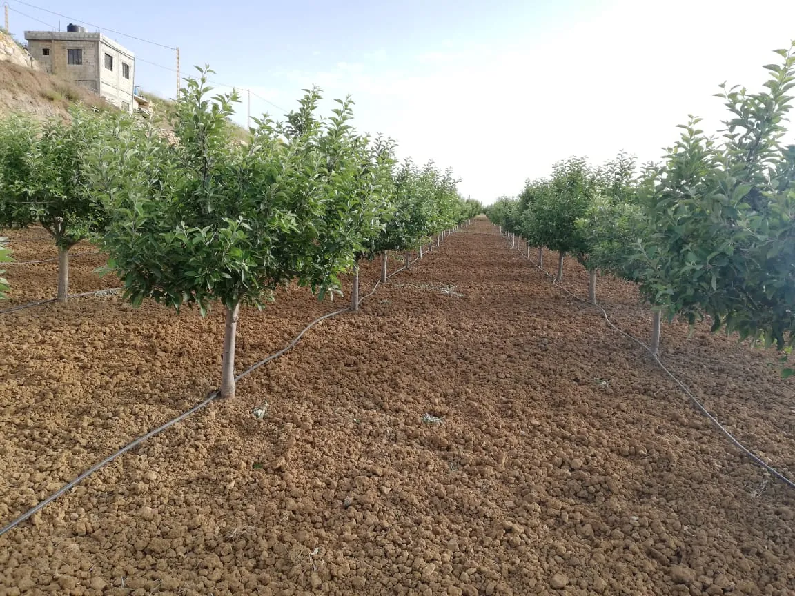 Land for Sale in Ain Dara