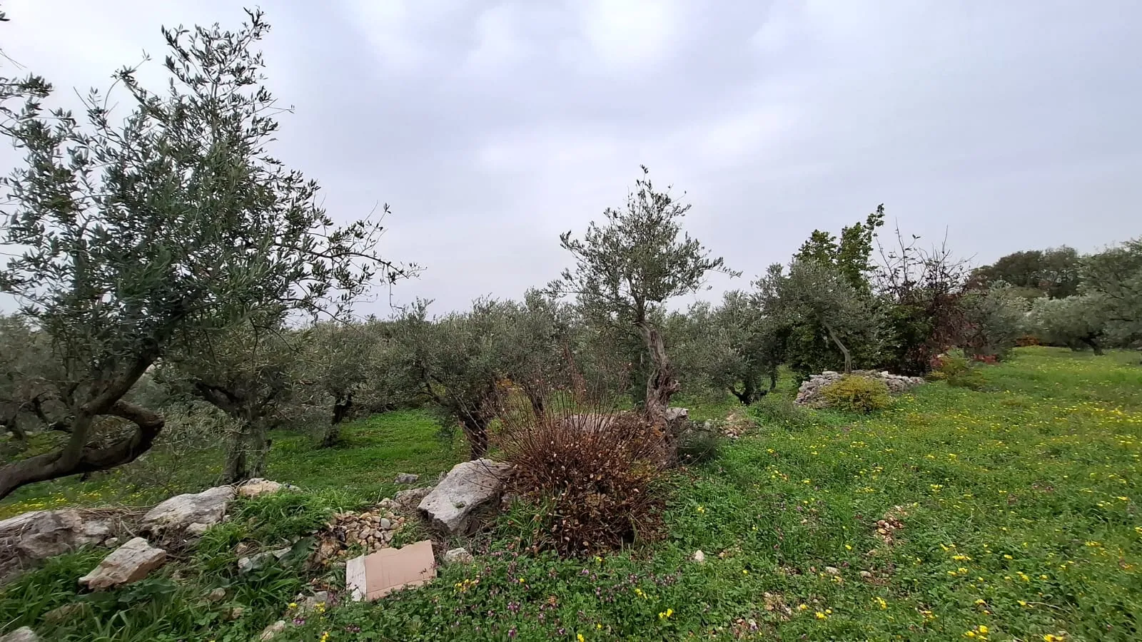 Beautiful Land For Sale in Monsef With No Slope