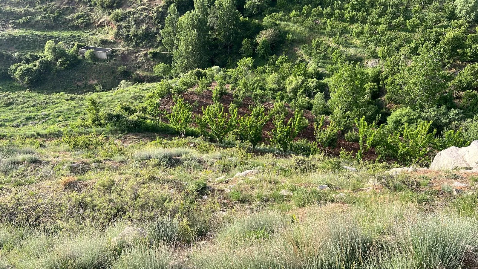 Land For Sale in the Beautiful area of Tannourine, Harissa — الصورة 2