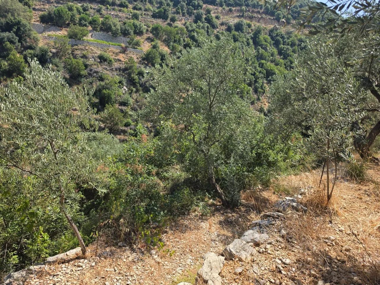 1,500 SQM With Mountain View Land For Sale in Batroun, Chabtine — الصورة 7