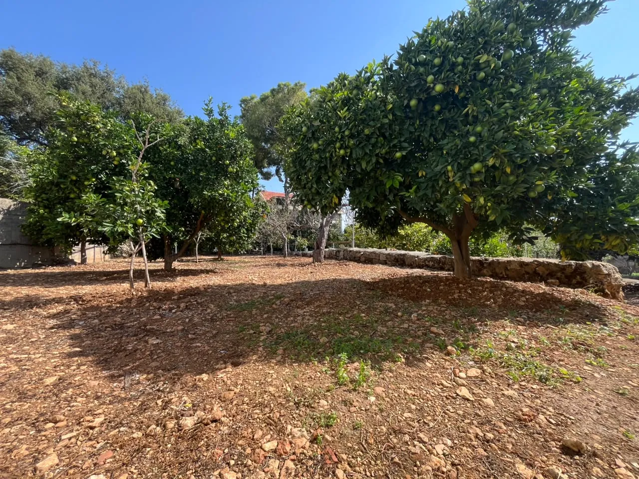 Traditional Stone House with Land For Sale in Koura — الصورة 2