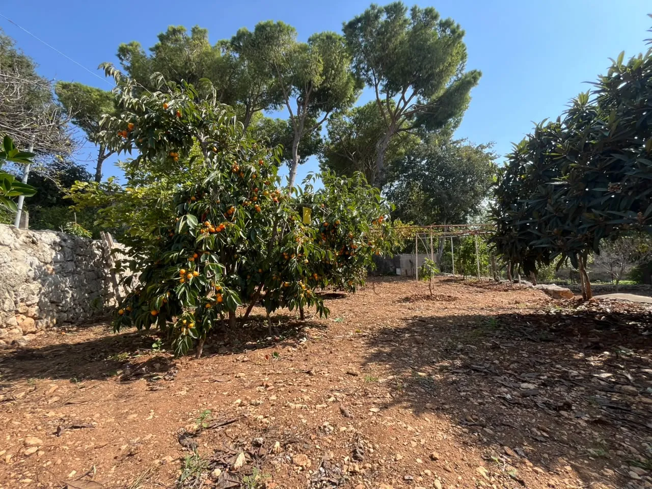 Traditional Stone House with Land For Sale in Koura — الصورة 6