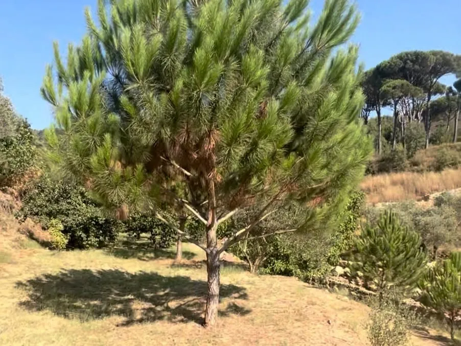 4,550 SQM Land For Sale in Aghmeed, Aley — photo 5
