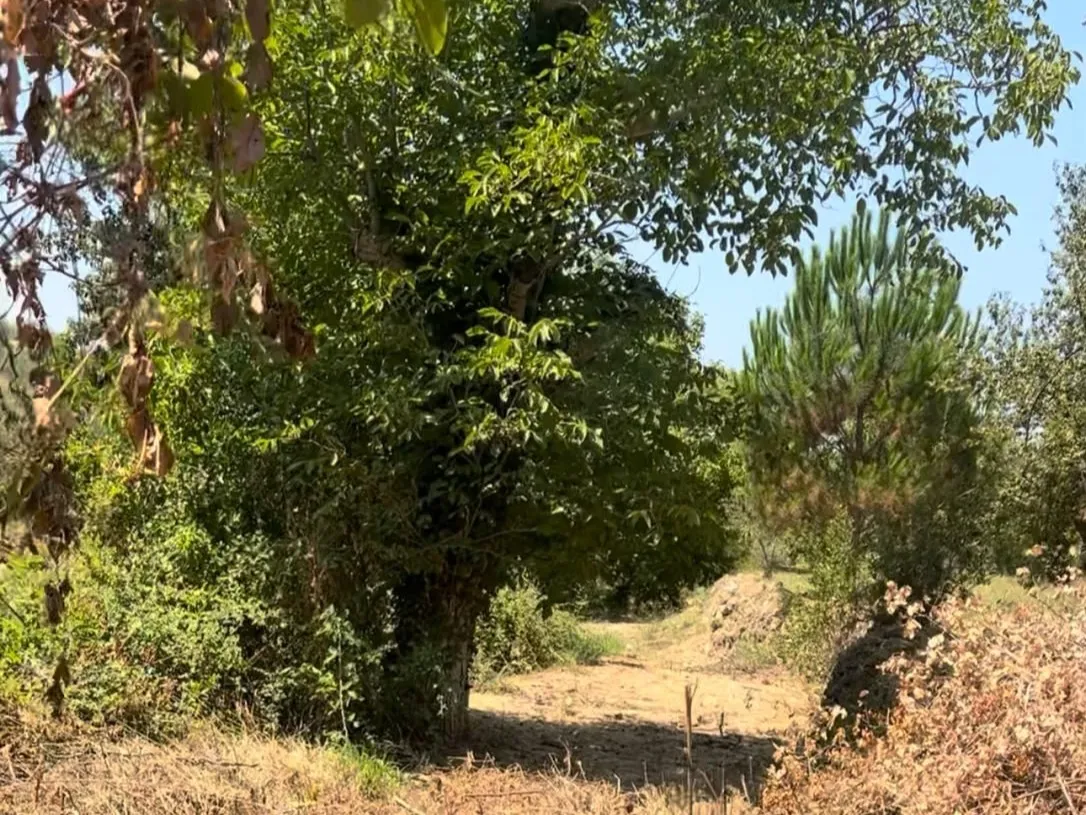4,550 SQM Land For Sale in Aghmeed, Aley — photo 9