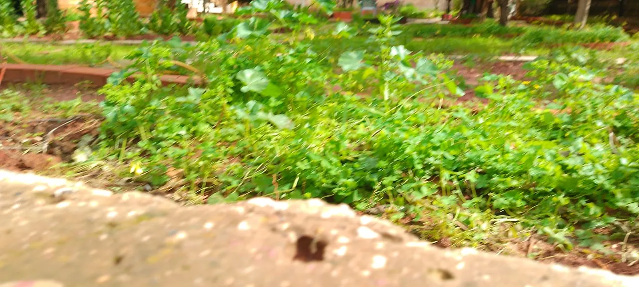 Land for Sale in Mansourieh — photo 4