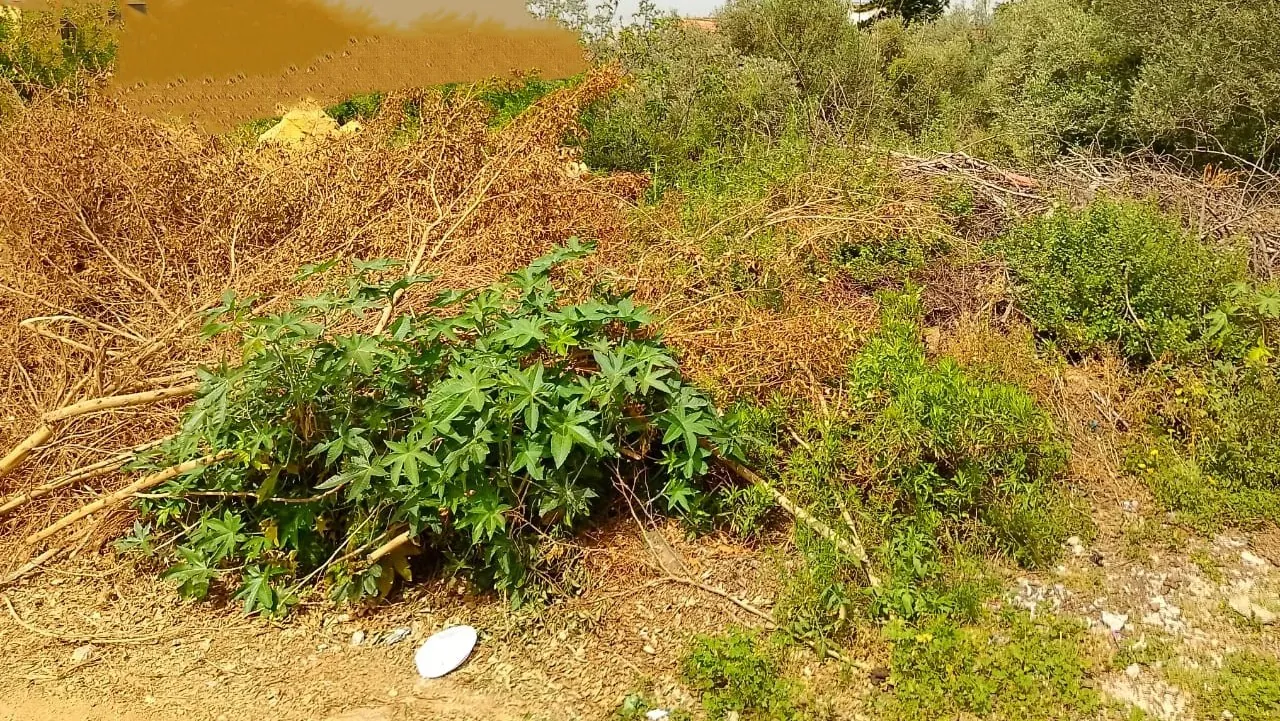 Land for Sale in Mansourieh — photo 3