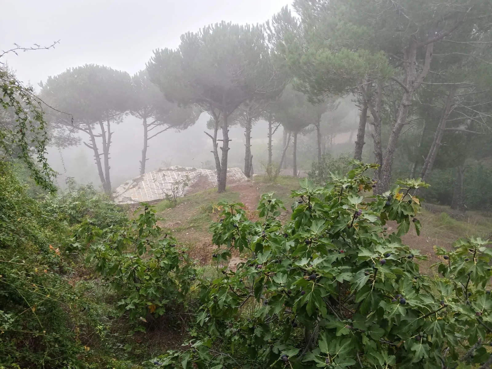 Land for Sale in Bikfaya Naas — photo 5