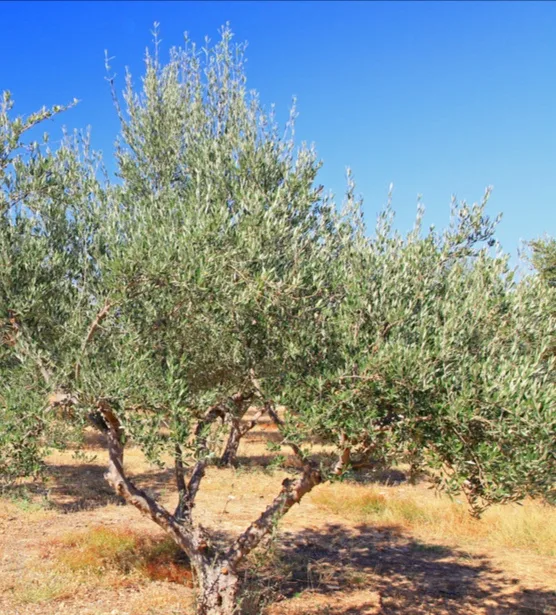 Land for Sale in Deir El Qamar, Lebanon