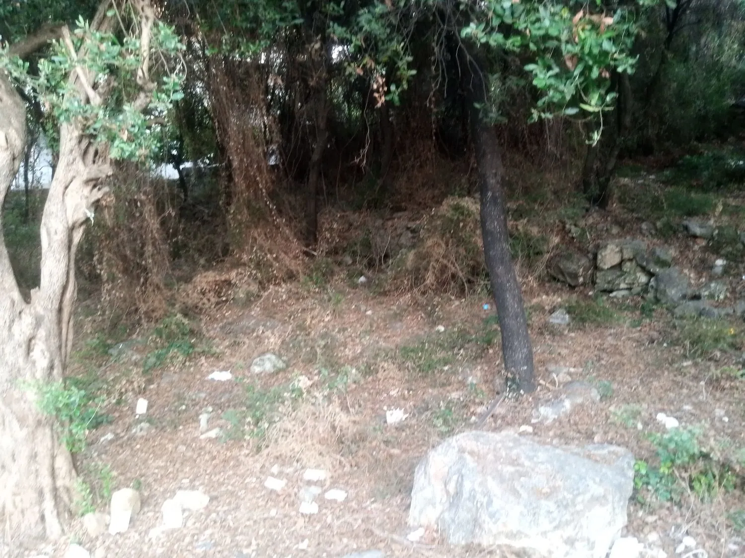 Two Lands For Sale In Amchit With Sea View — الصورة 3