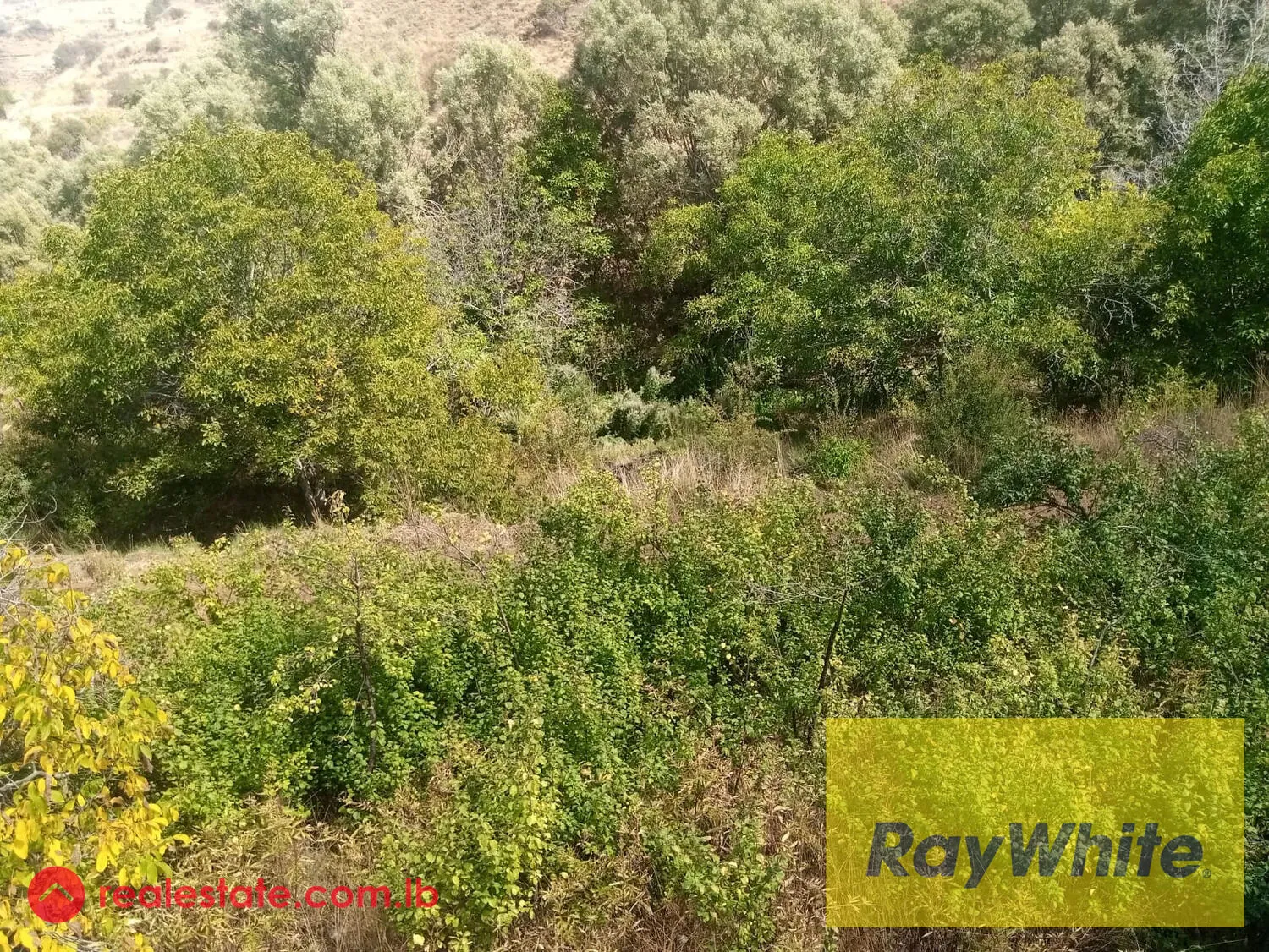 Prime Location Land For Sale In Laklouk With Mountains View.