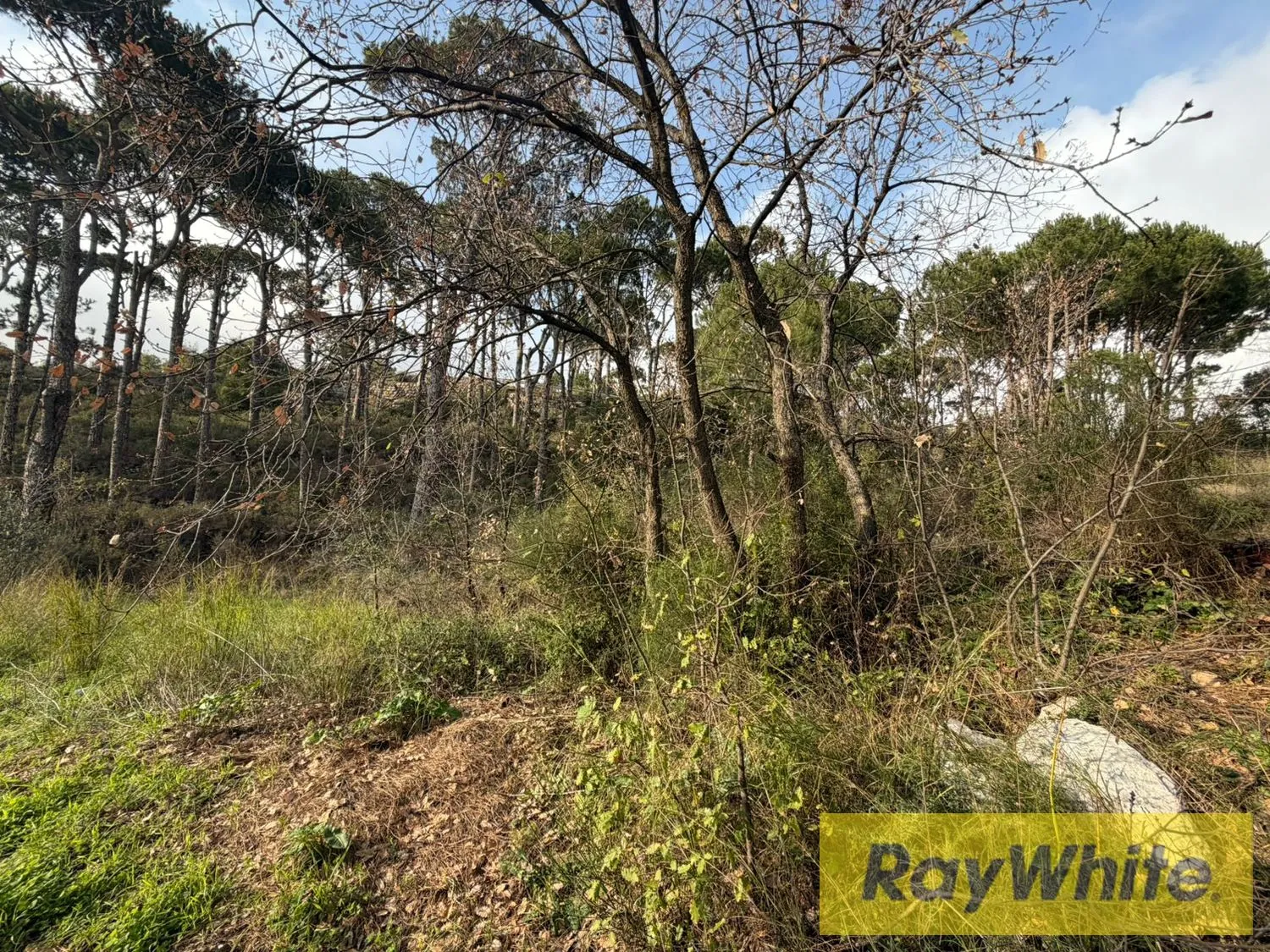 Land For Sale In Mar Moussa – 1,313 Sqm — الصورة 5