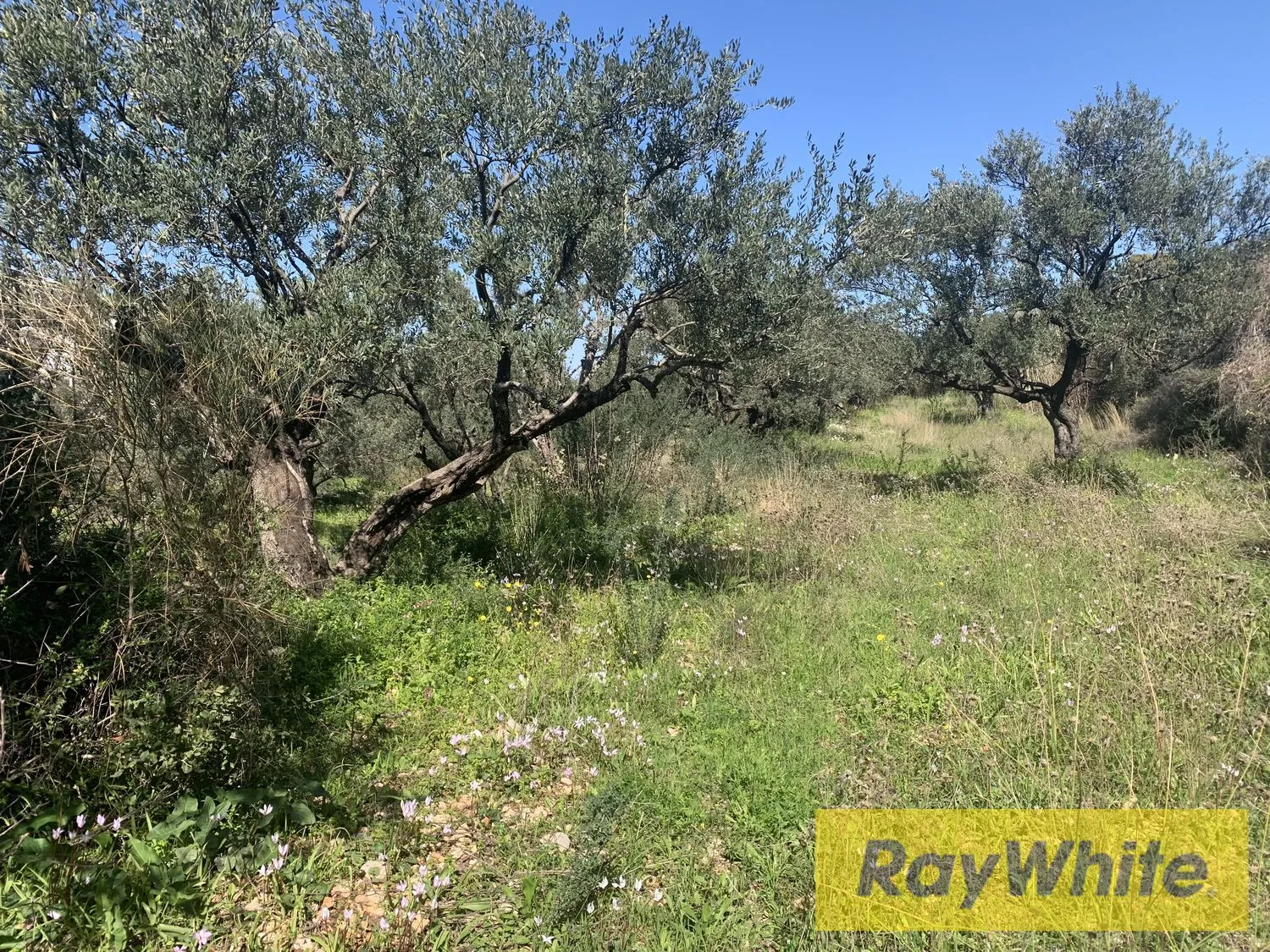 Land For Rent In Amchit Jbeil — الصورة 4