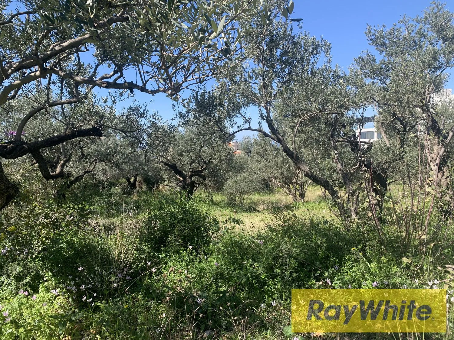 Land For Rent In Amchit Jbeil — الصورة 5