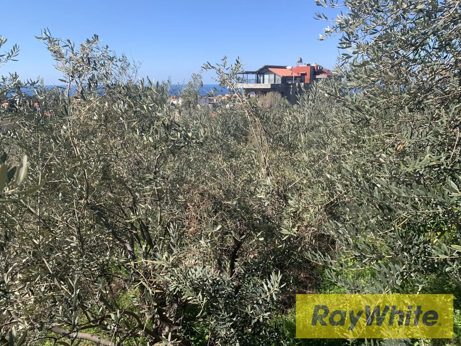 Land For Rent In Aamchit Jbeil — الصورة 2