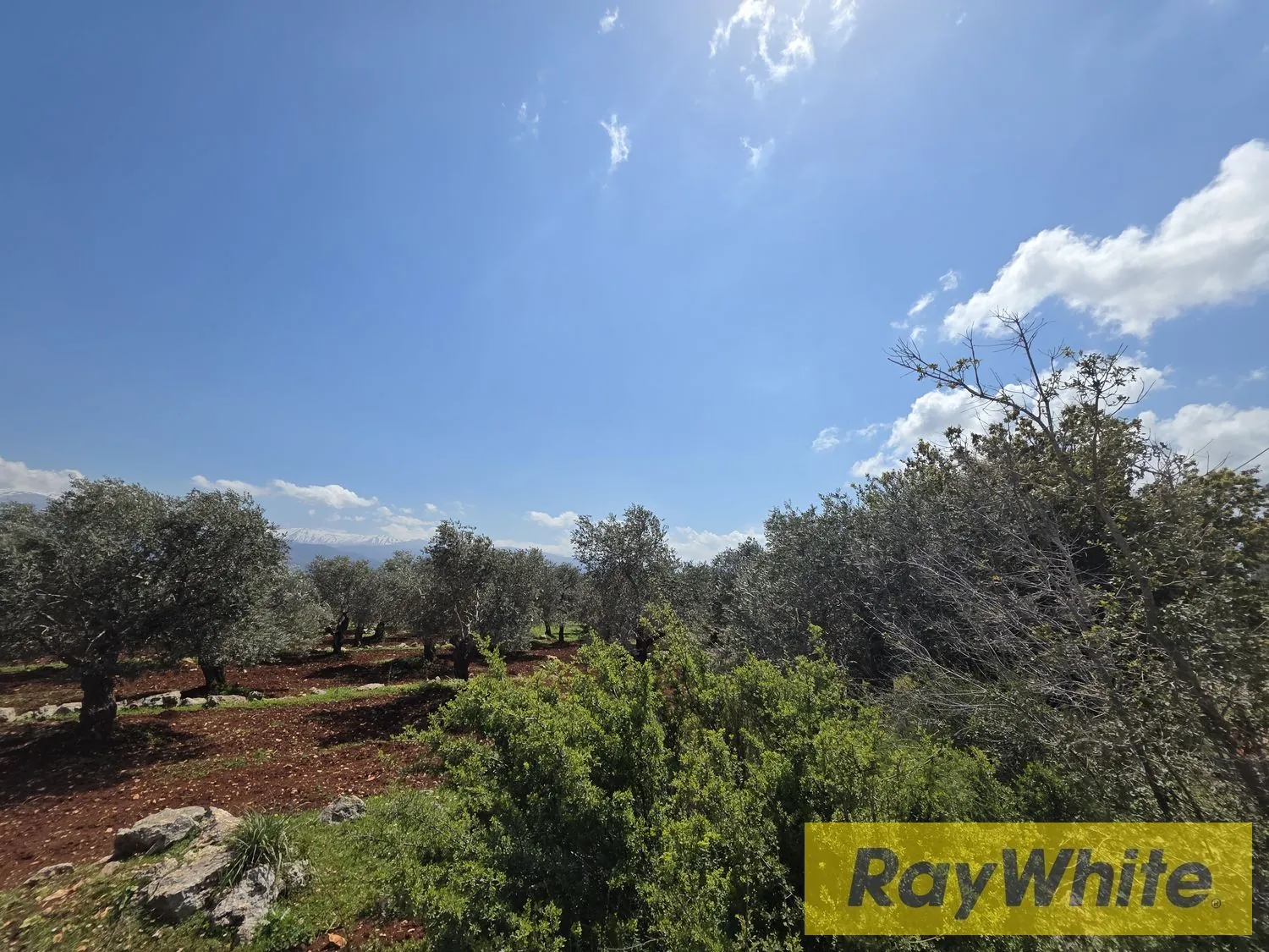 Land For Sale In Nakhle Koura — photo 5